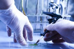 Лаборатория in vitro врт, эко для крс, мрс