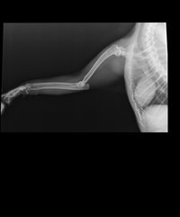 Ветеринарный рентгеновский аппарат Dongmun DIG-360 2,4 кВт